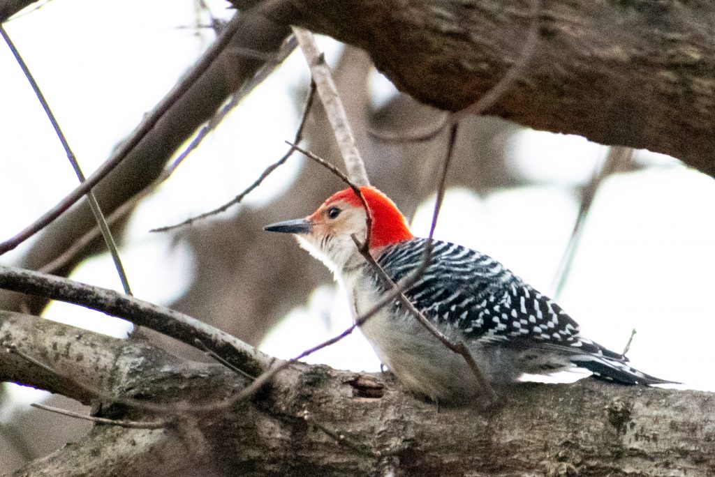 Red-bellied woodpecker, Prospect Park