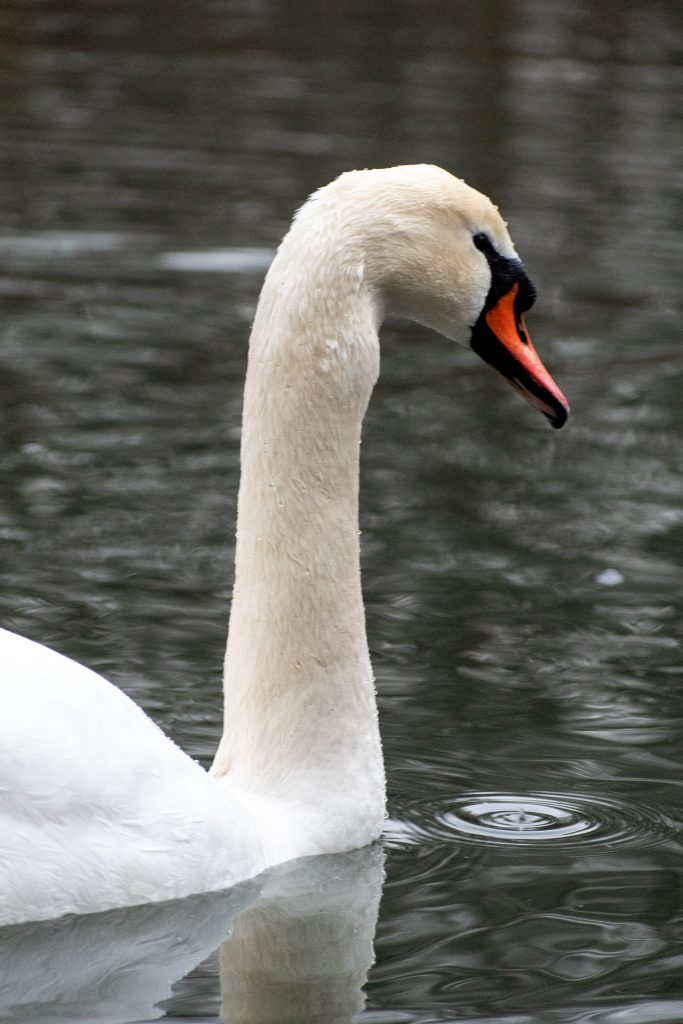 Mute swan, Prospect Park