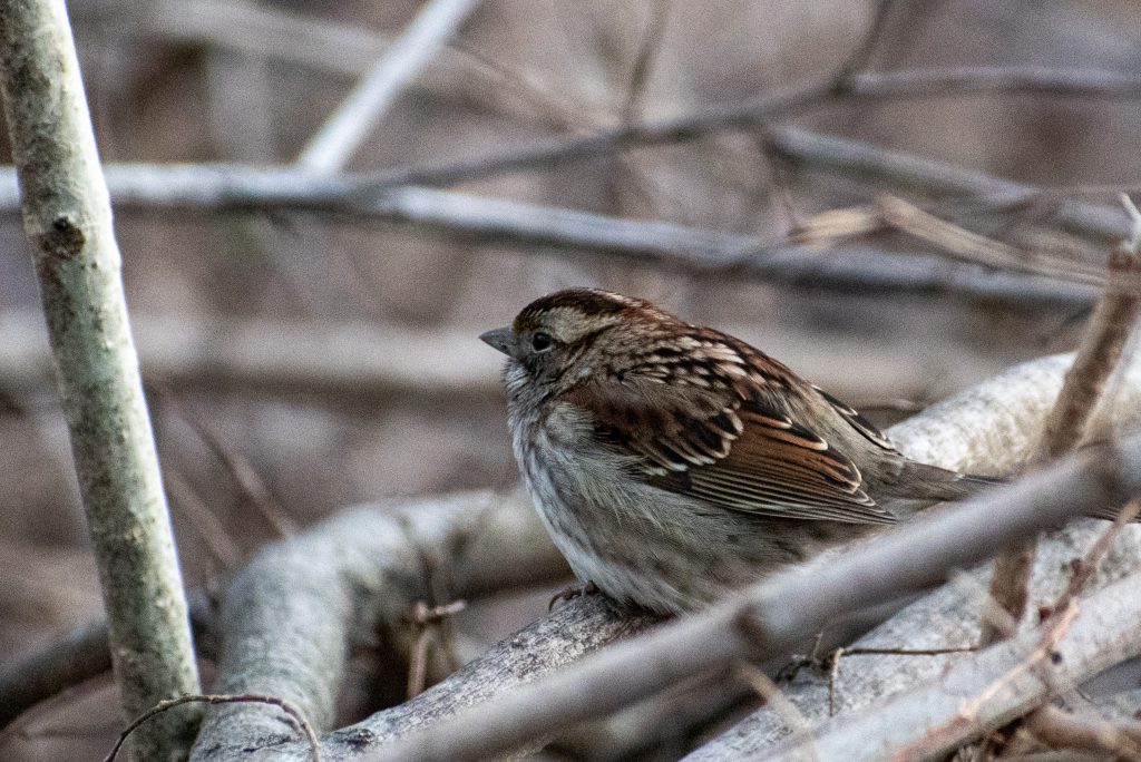White-throated sparrow, Prospect Park