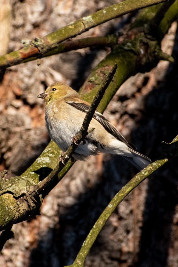 American goldfinch, Prospect Park