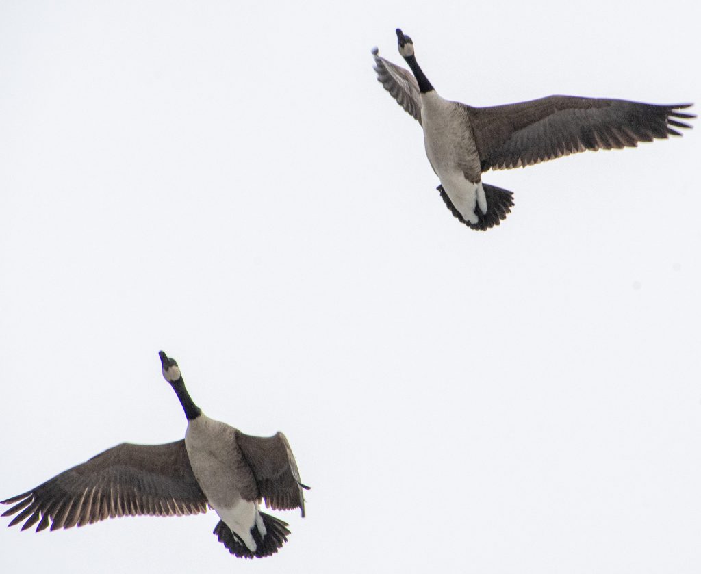 Canada geese, Prospect Park
