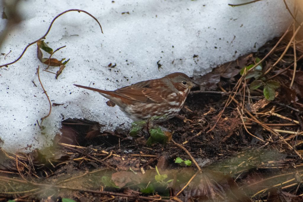 Fox sparrow (red), Prospect Park