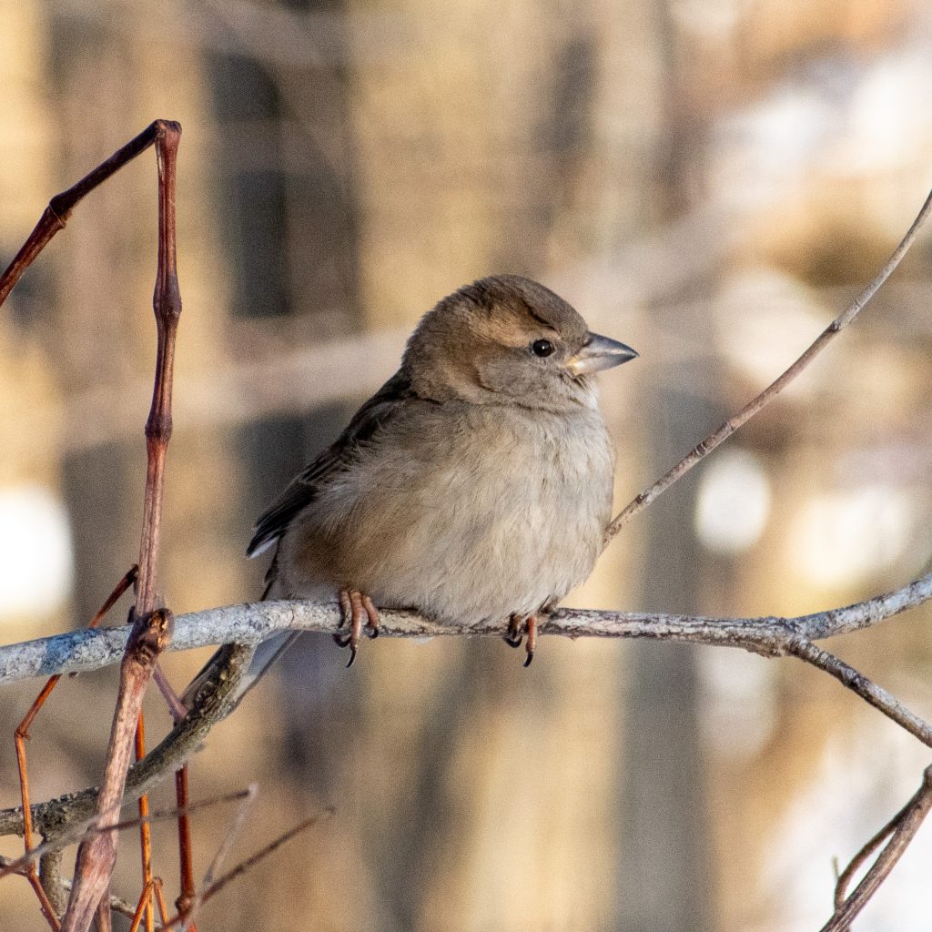House sparrow (female), Prospect Park