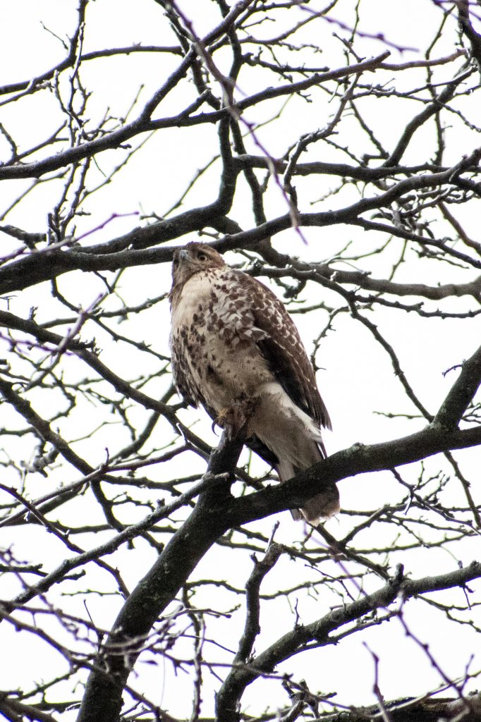 Red-tailed hawk, Prospect Park