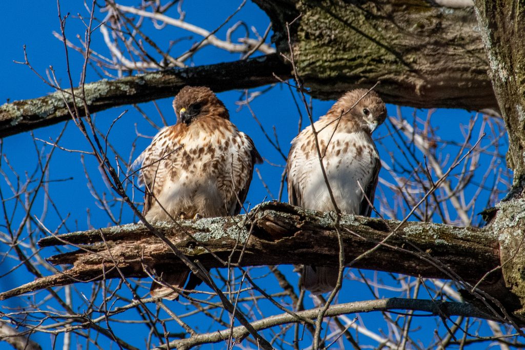 Red-tailed hawk, Prospect Park