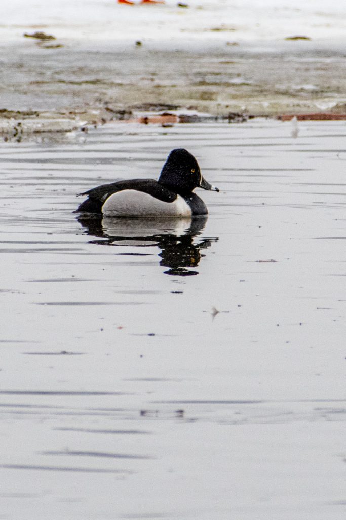 Ring-necked duck, Prospect Park