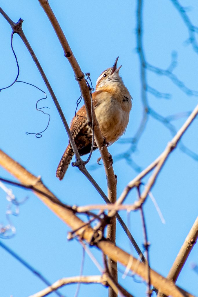 Carolina wren, Prospect Park
