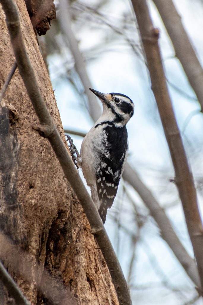 Hairy woodpecker, Prospect Park