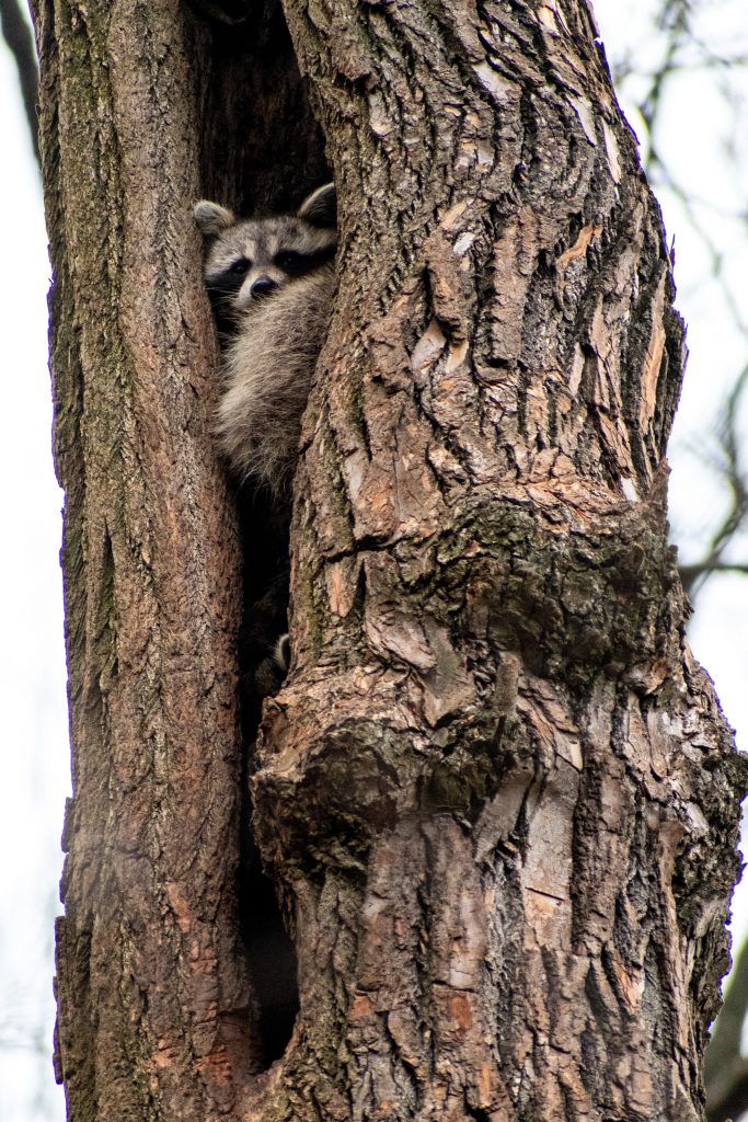 Raccoon, Prospect Park