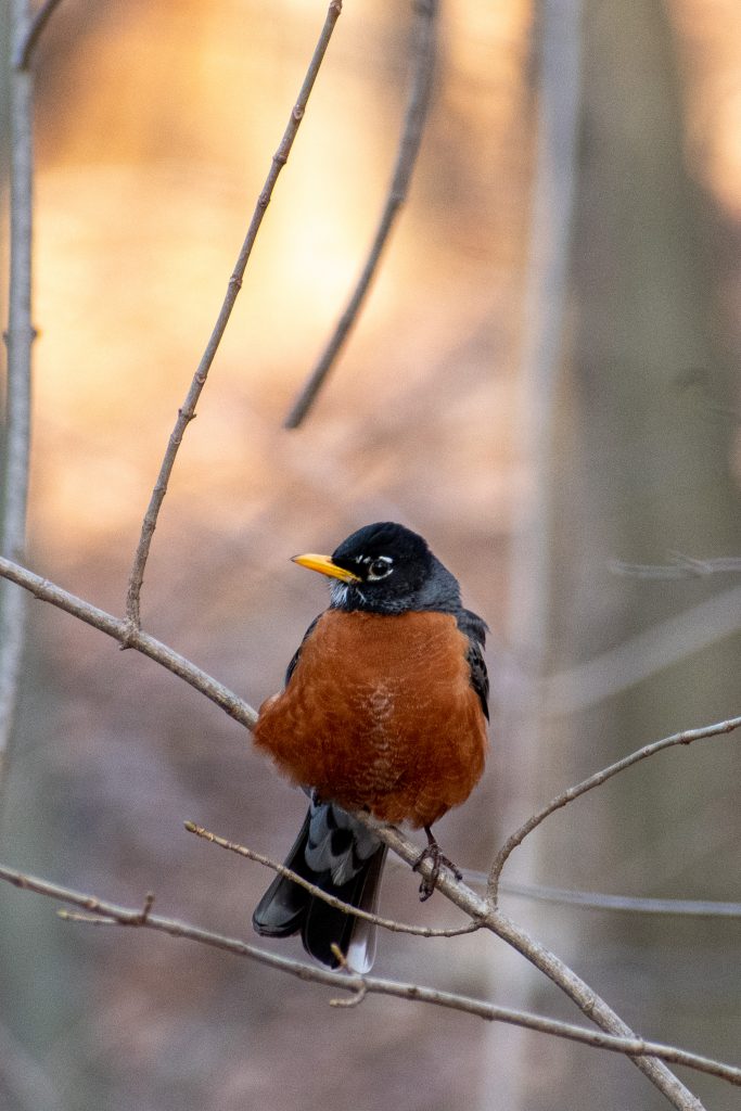 American robin, Prospect Park