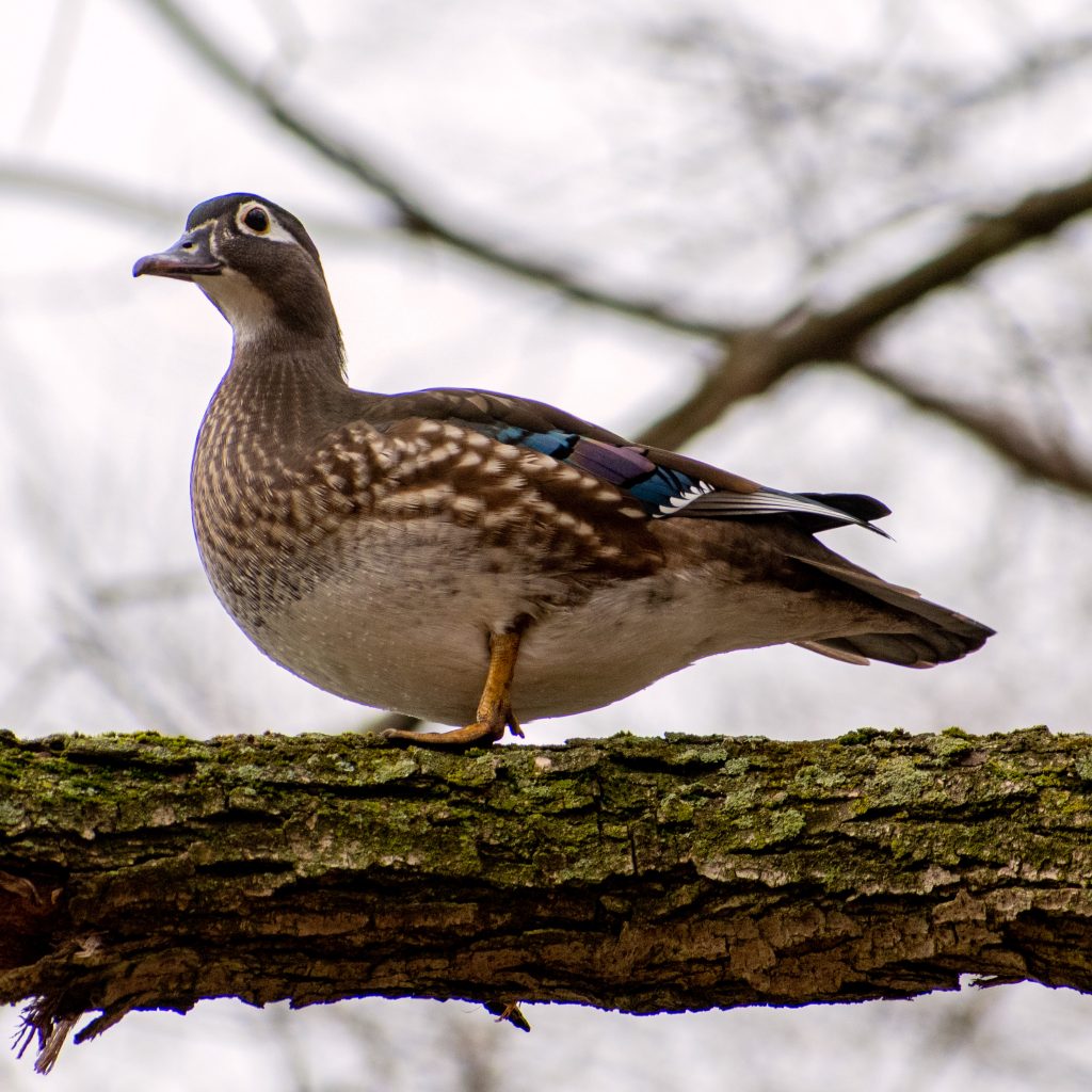Wood duck (female), Prospect Park