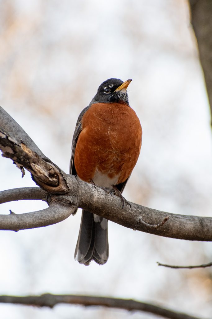 American robin, Prospect Park