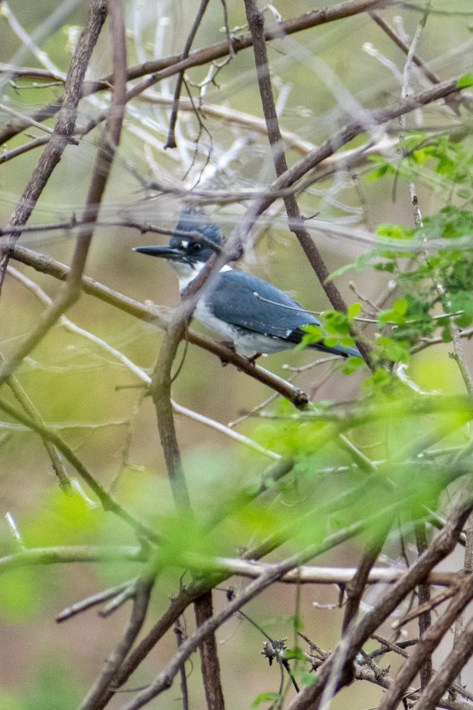 Belted kingfisher, Prospect Park