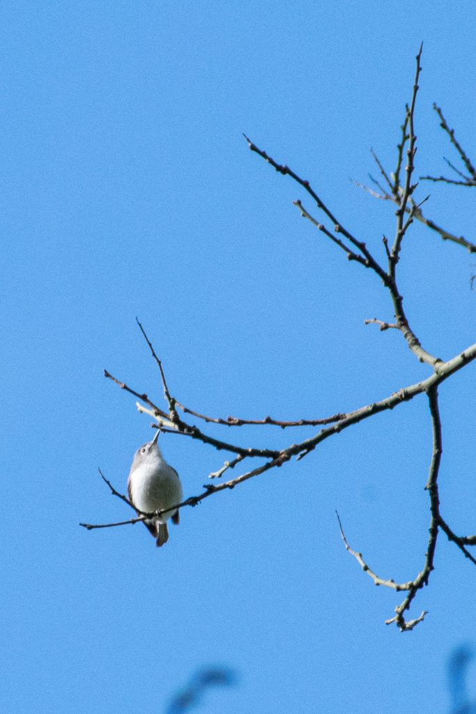 Blue-gray gnatcatcher, Prospect Park