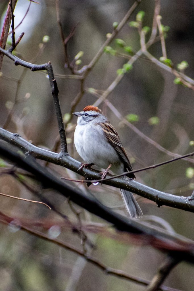 Chipping sparrow, Prospect Park