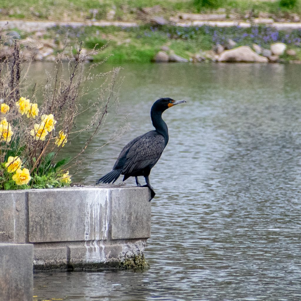 Double-crested cormorant, Greenwood Cemetery