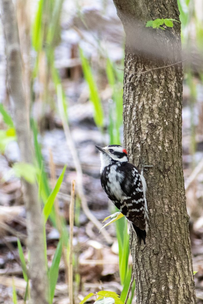 Downy woodpecker, Prospect Park