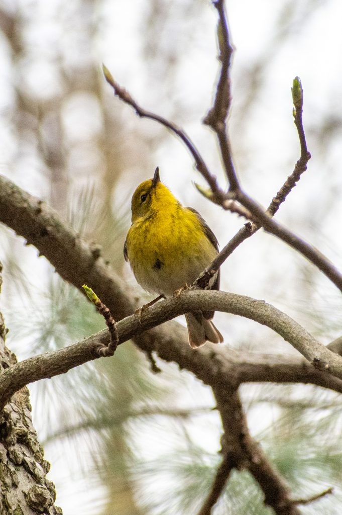 Pine warbler, Prospect Park