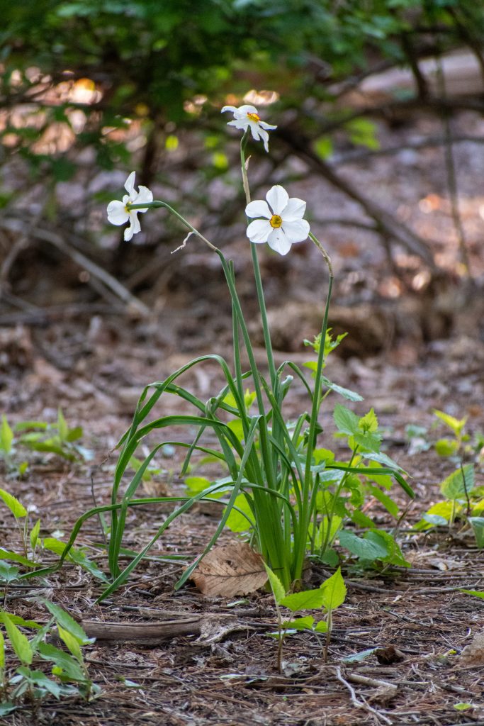 Poet's daffodil, Prospect Park