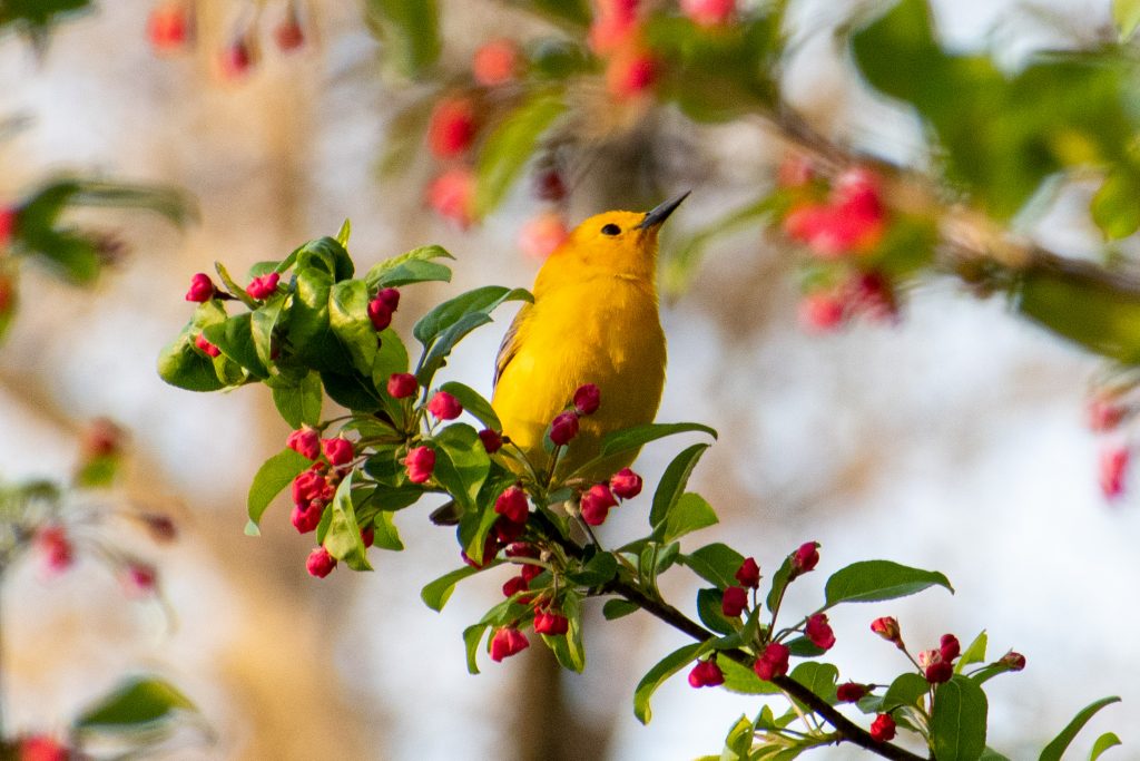Prothonotary warbler, Prospect Park