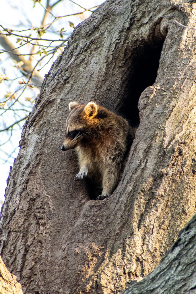 Raccoon, Prospect Park
