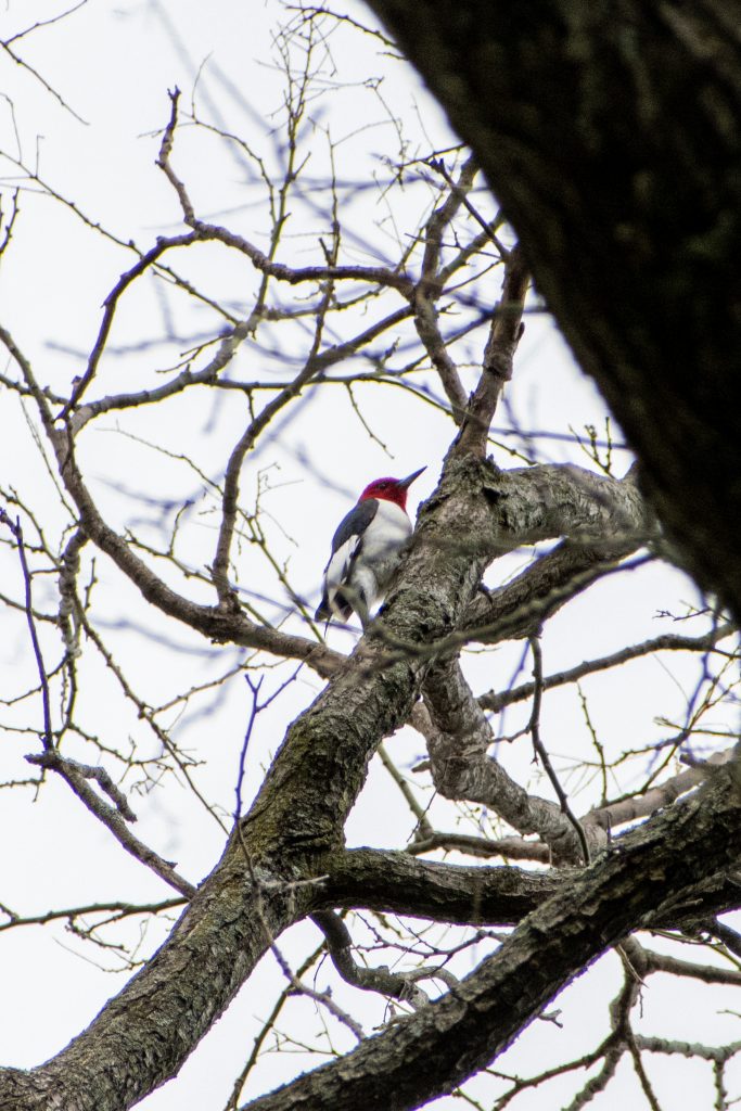 Red-headed woodpecker, Prospect Park