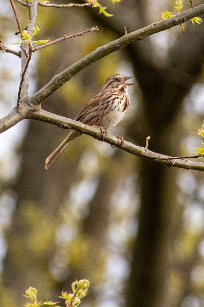Song sparrow, Prospect Park