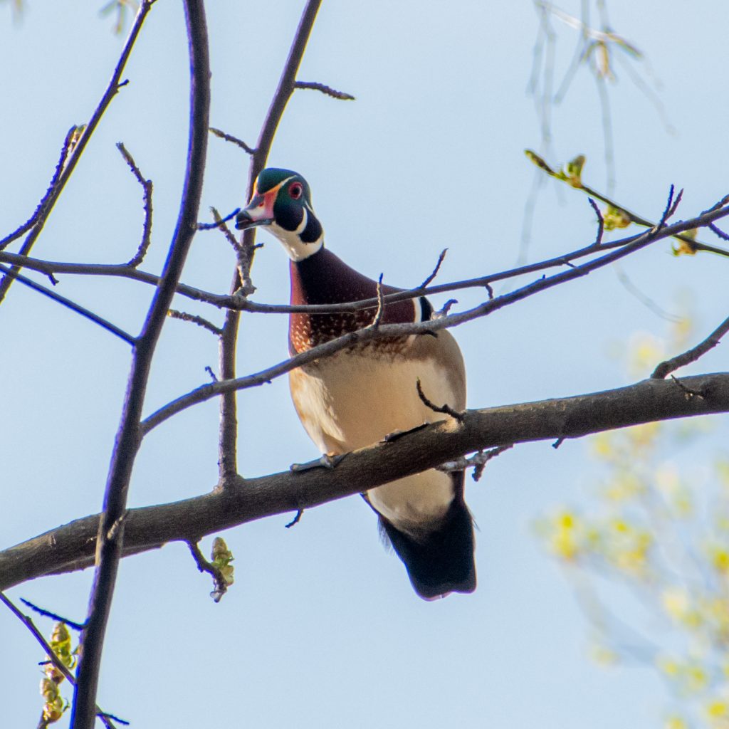 Wood duck (male), Prospect Park
