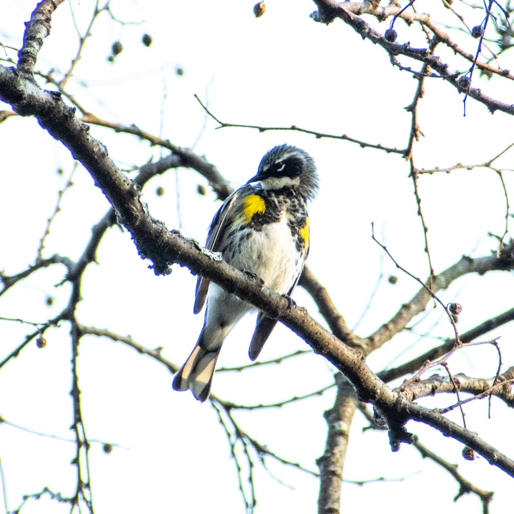 Yellow-rumped warbler, Prospect Park