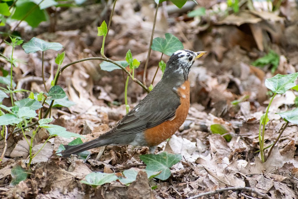 American robin (leucistic), Prospect Park