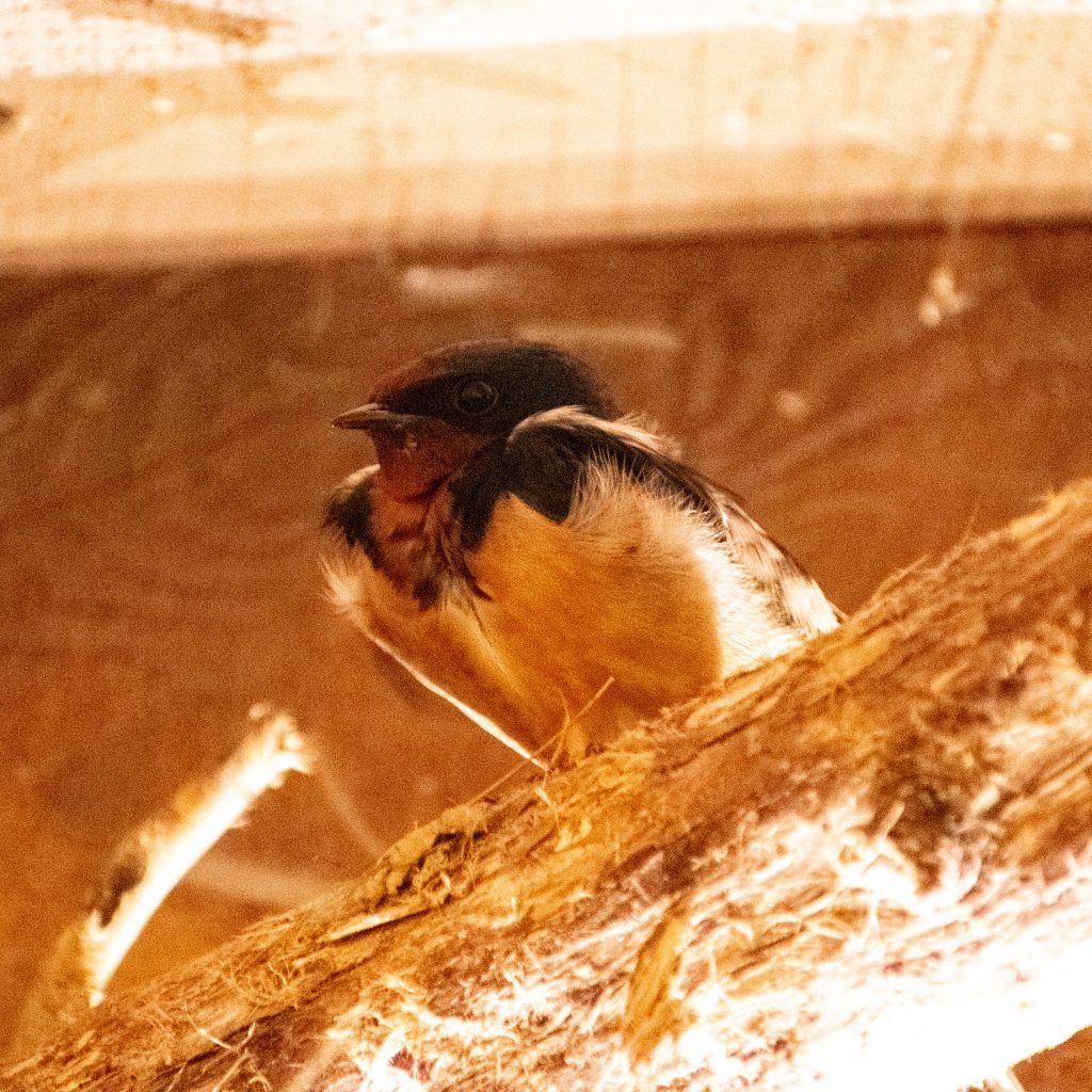 Barn swallow, Urban Cowboy Lodge, Big Indian, NY