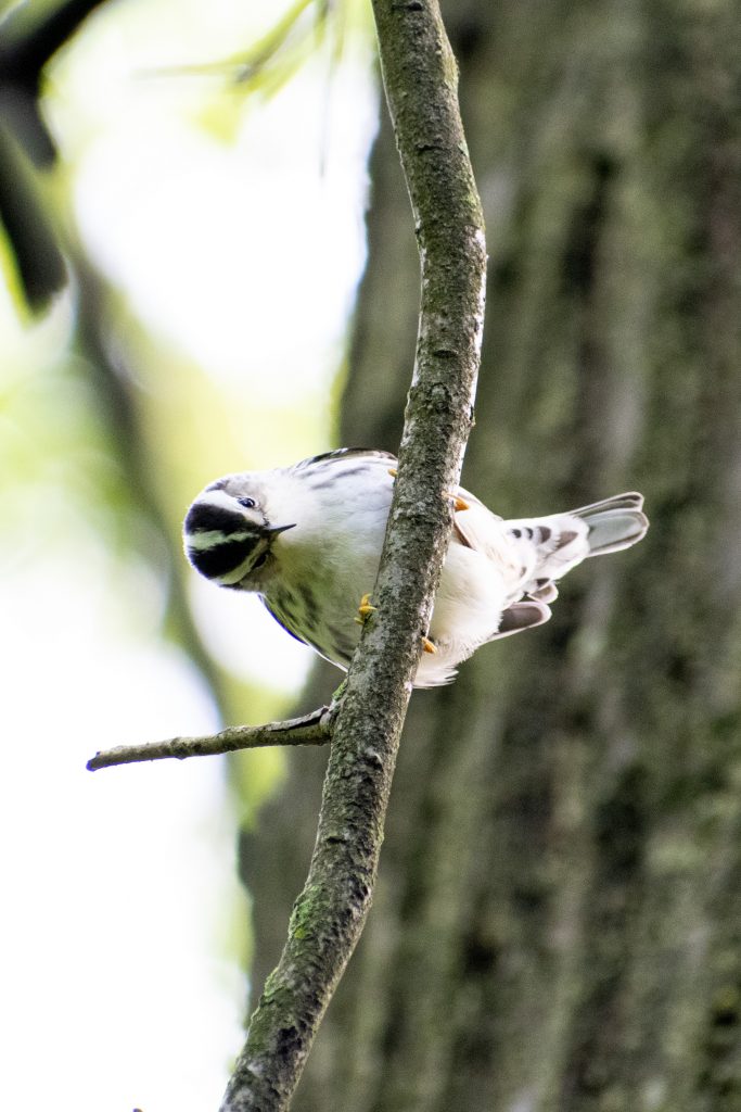 Black-and-white warbler, Prospect Park