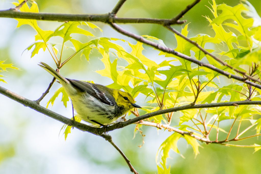 Black-throated green warbler, Prospect Park