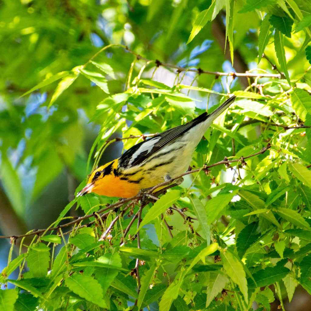 Blackburnian warbler in Japanese zelkova tree, Prospect Park