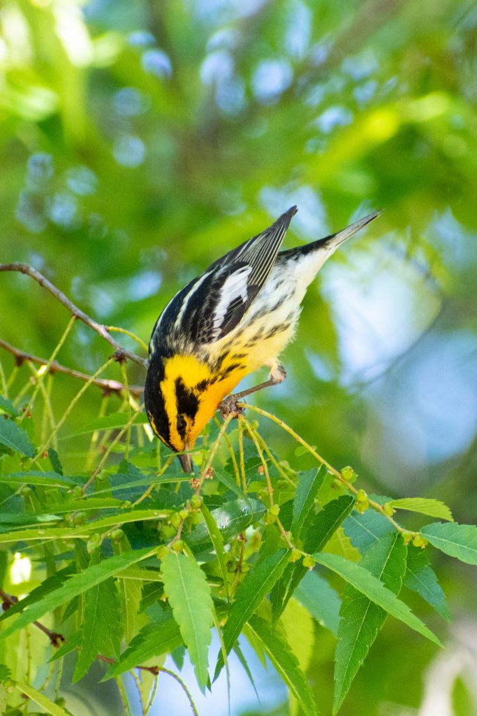Blackburnian warbler in Japanese zelkova tree, Prospect Park