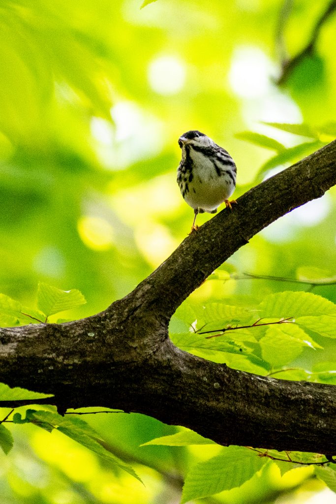 Blackpoll warbler, Prospect Park