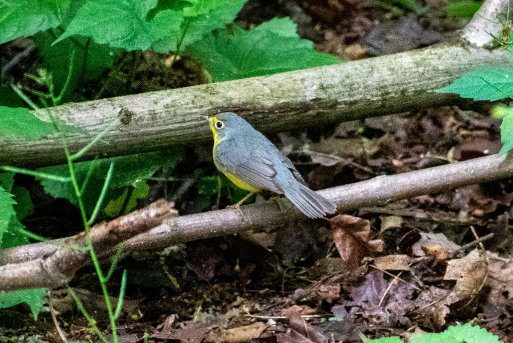 Canada warbler (first year female), Prospect Park
