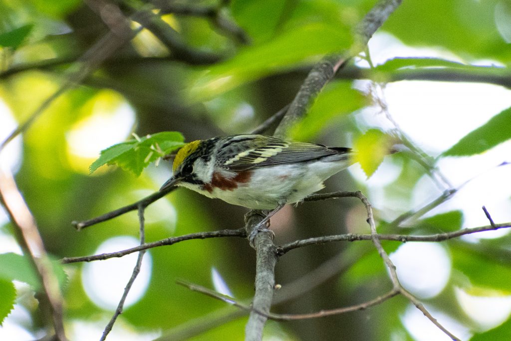 Chestnut-sided warbler, Prospect Park