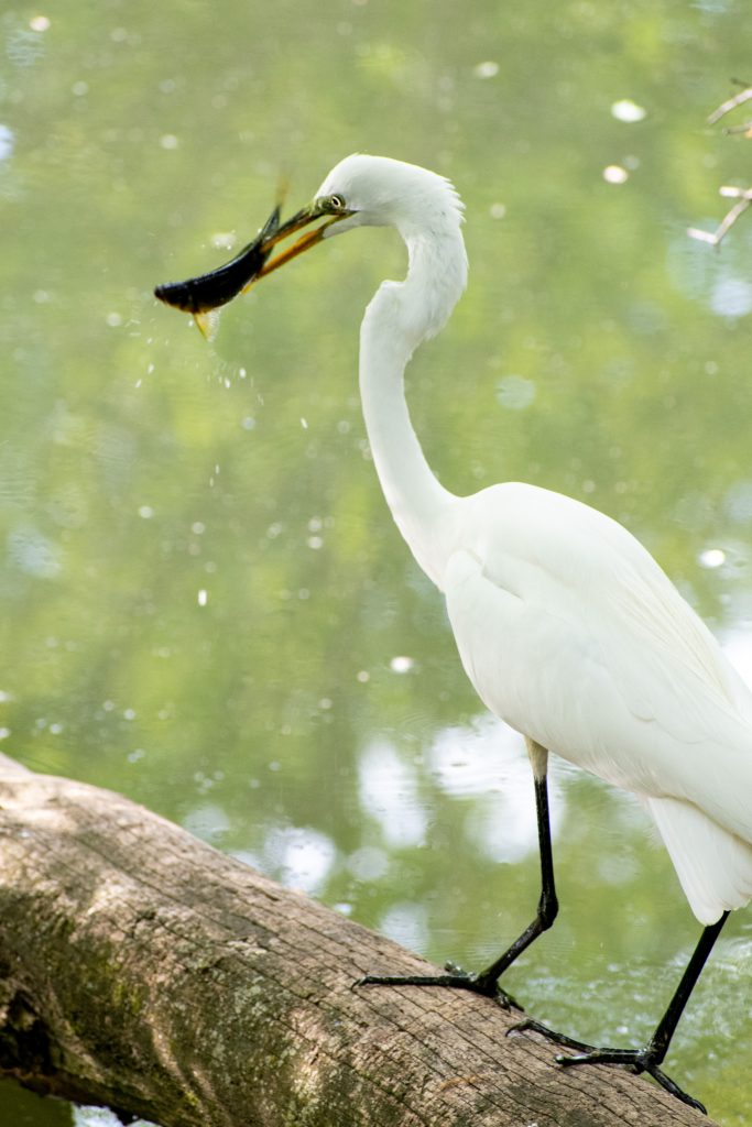 Great egret, Prospect Park