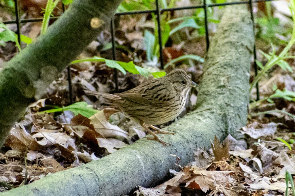 Lincoln's sparrow, Prospect Park