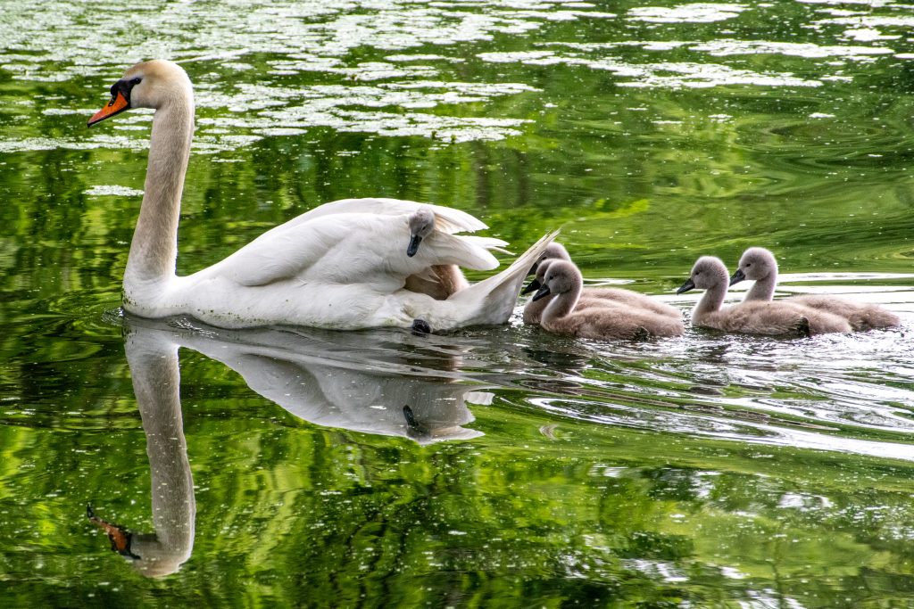 Mute swan and six cygnets, Prospect Park