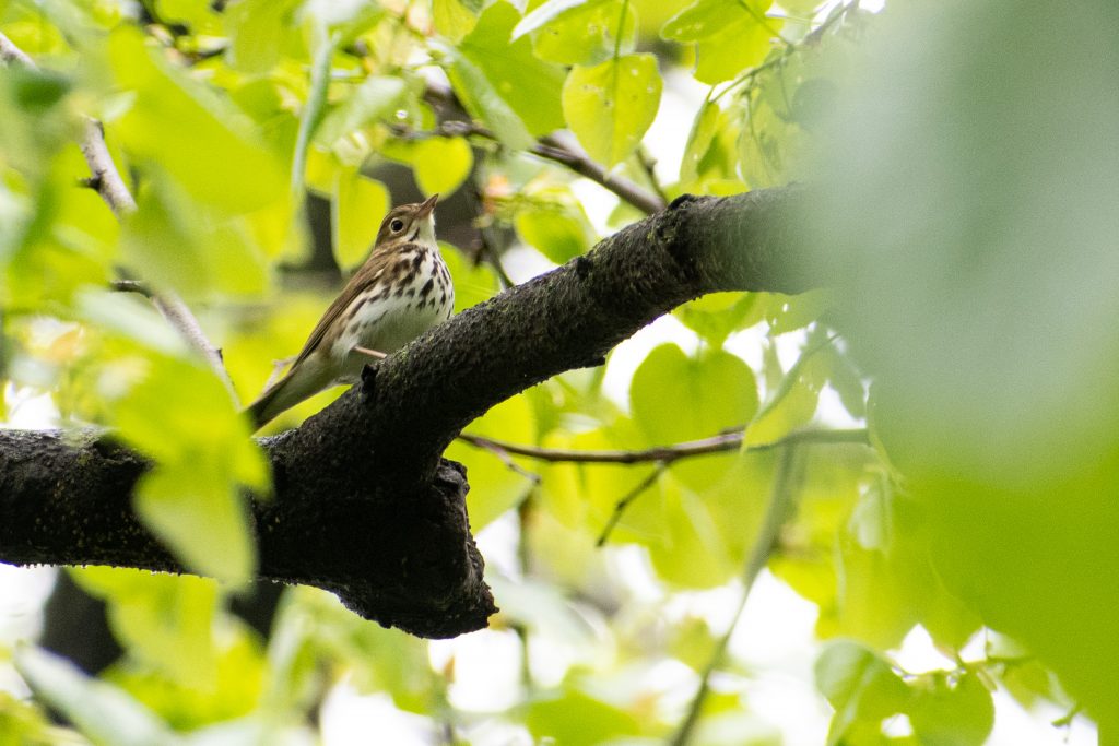 Ovenbird, Prospect Park