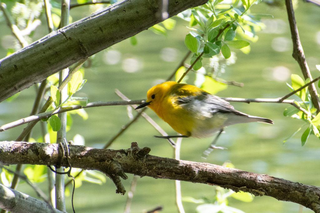 Prothonotary warbler, Prospect Park