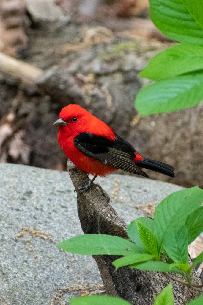 Scarlet tanager, Prospect Park