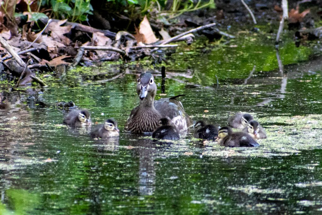 Wood duck and ducklings, Prospect Park