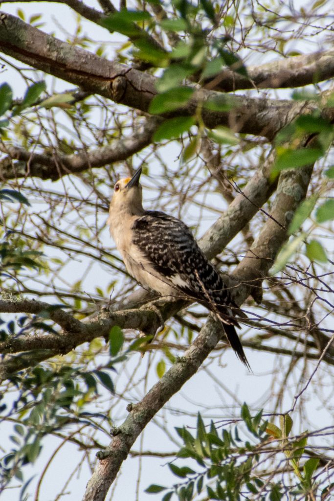 Golden-fronted woodpecker, Yorktown, Texas