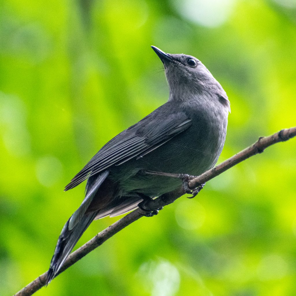Gray catbird, Prospect Park