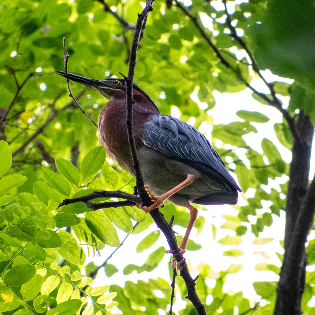 Green heron, Prospect Park