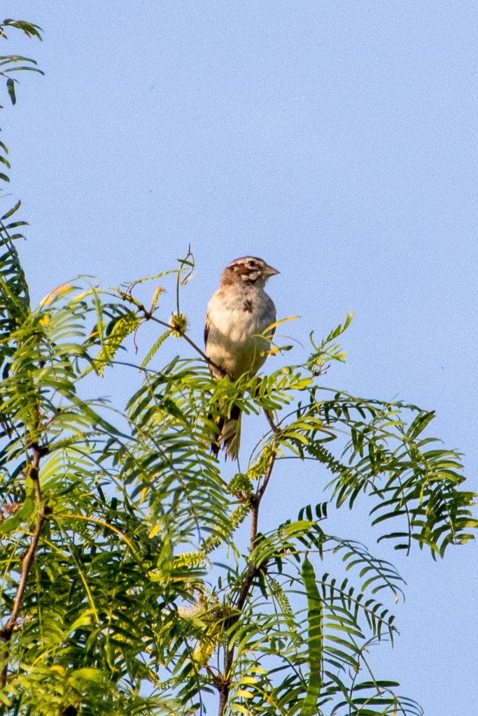 Lark sparrow, Yorktown, Texas