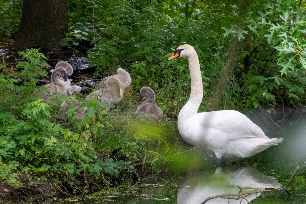 Mute swan and cygnets, Prospect Park